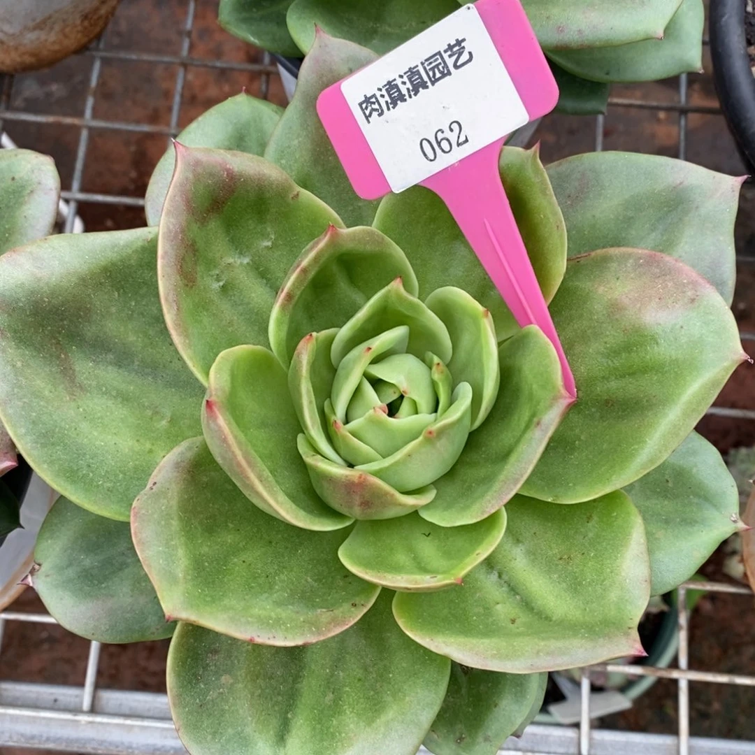 x062-多肉植物 狮子王
