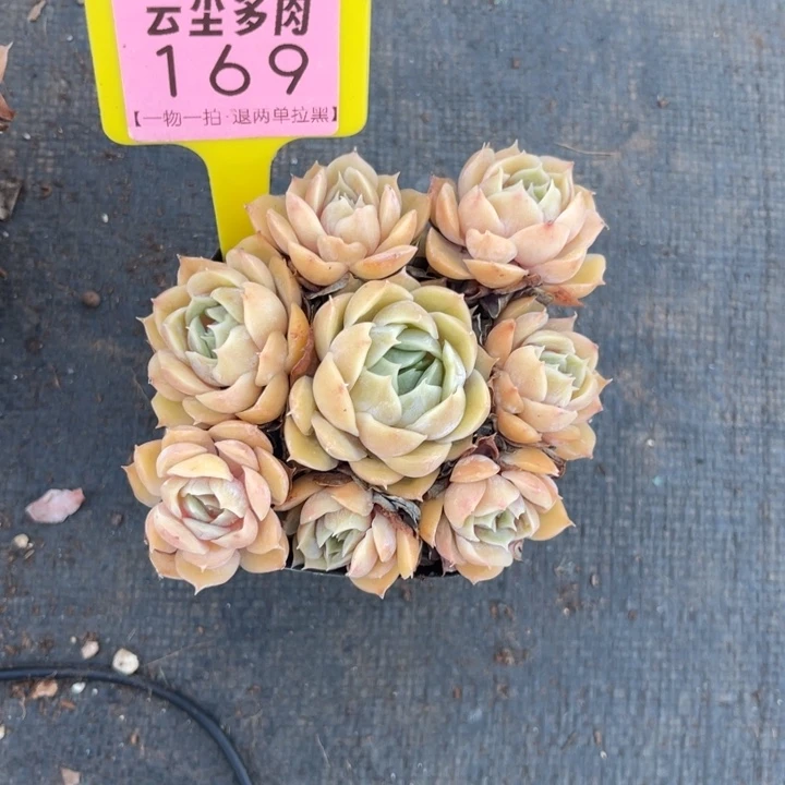 长***死云尘多肉一物一拍169