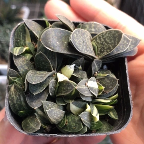 子宝锦带盆发货哈哈