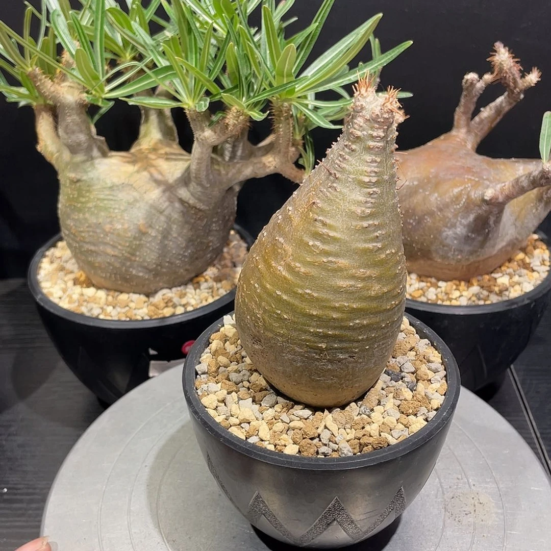 象牙宫带盆包邮哦