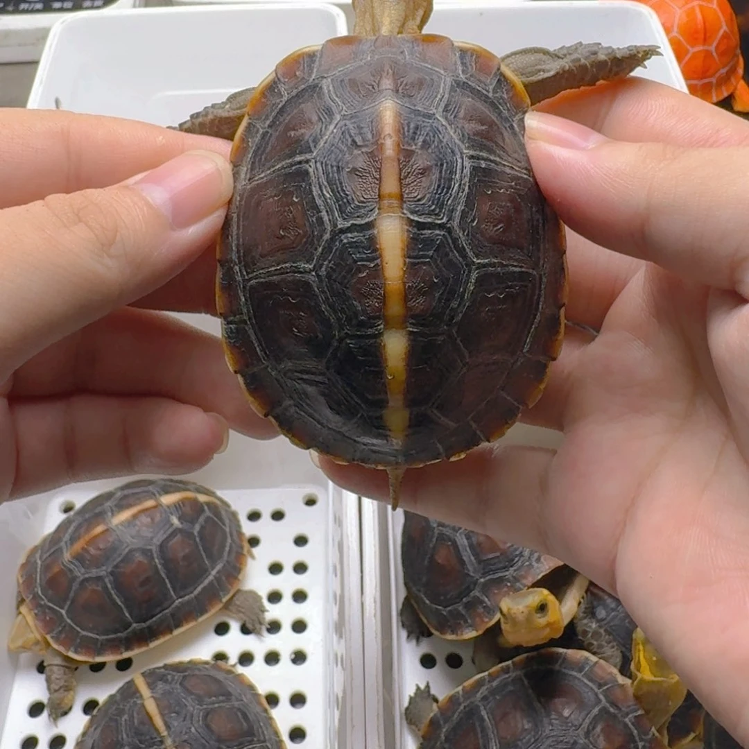 邱****花高背安缘闭壳龟