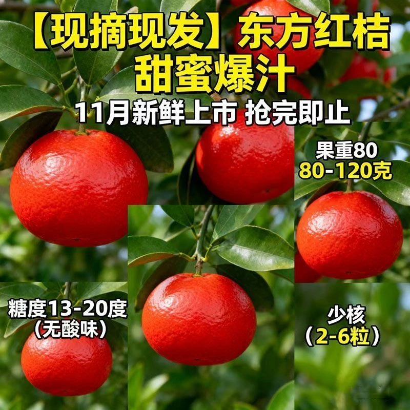 正宗硒城甜橘江津现摘现发当季新鲜橘子批发薄皮肉多橘子蜜桔桔子