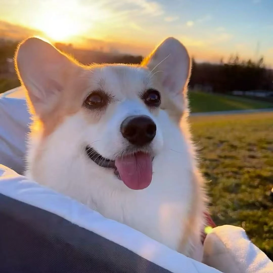 【乐丁萌宠】柯基比熊