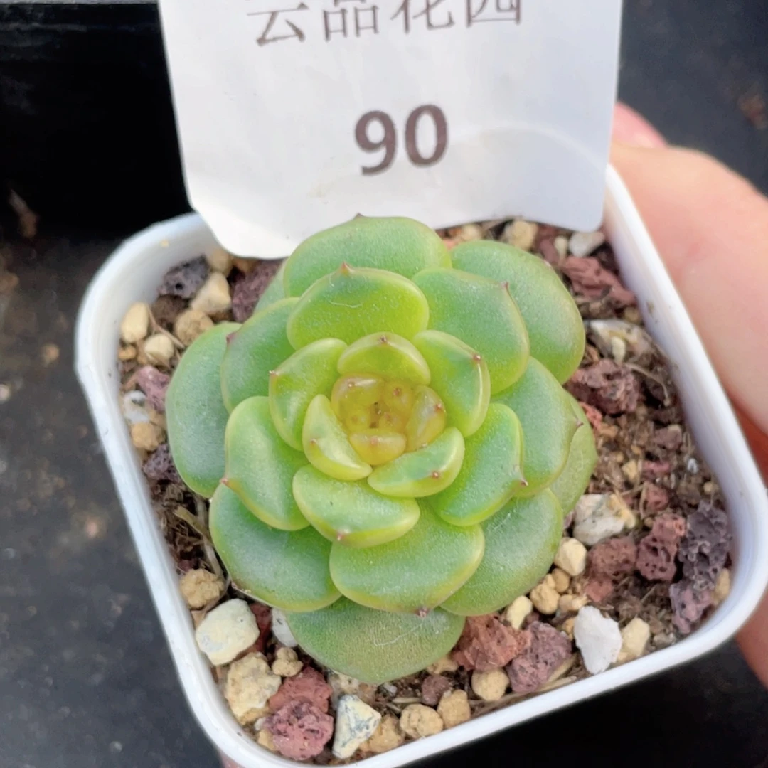 90号糖心冰心珍妮