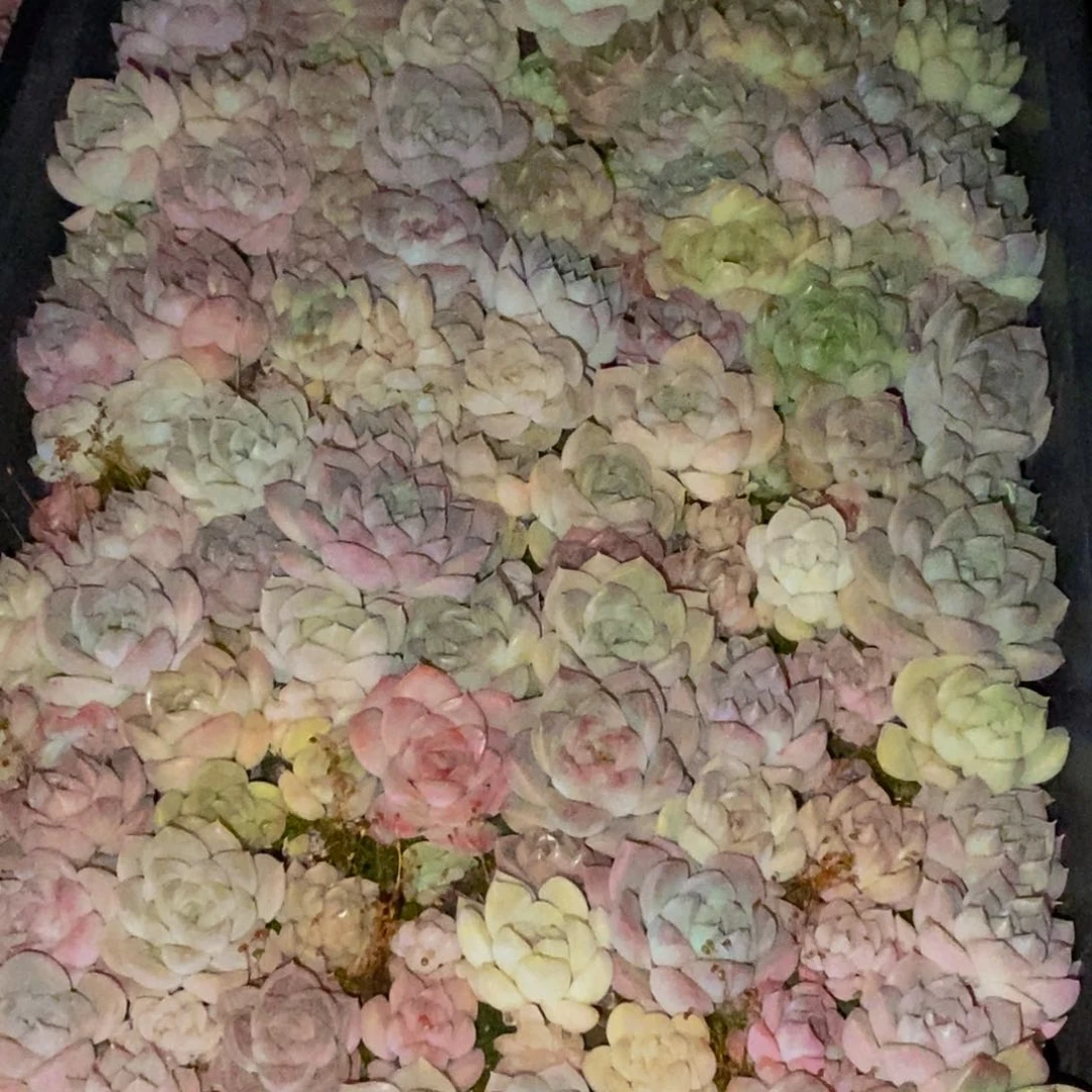 h****h876多肉植物保护研究所所长助理