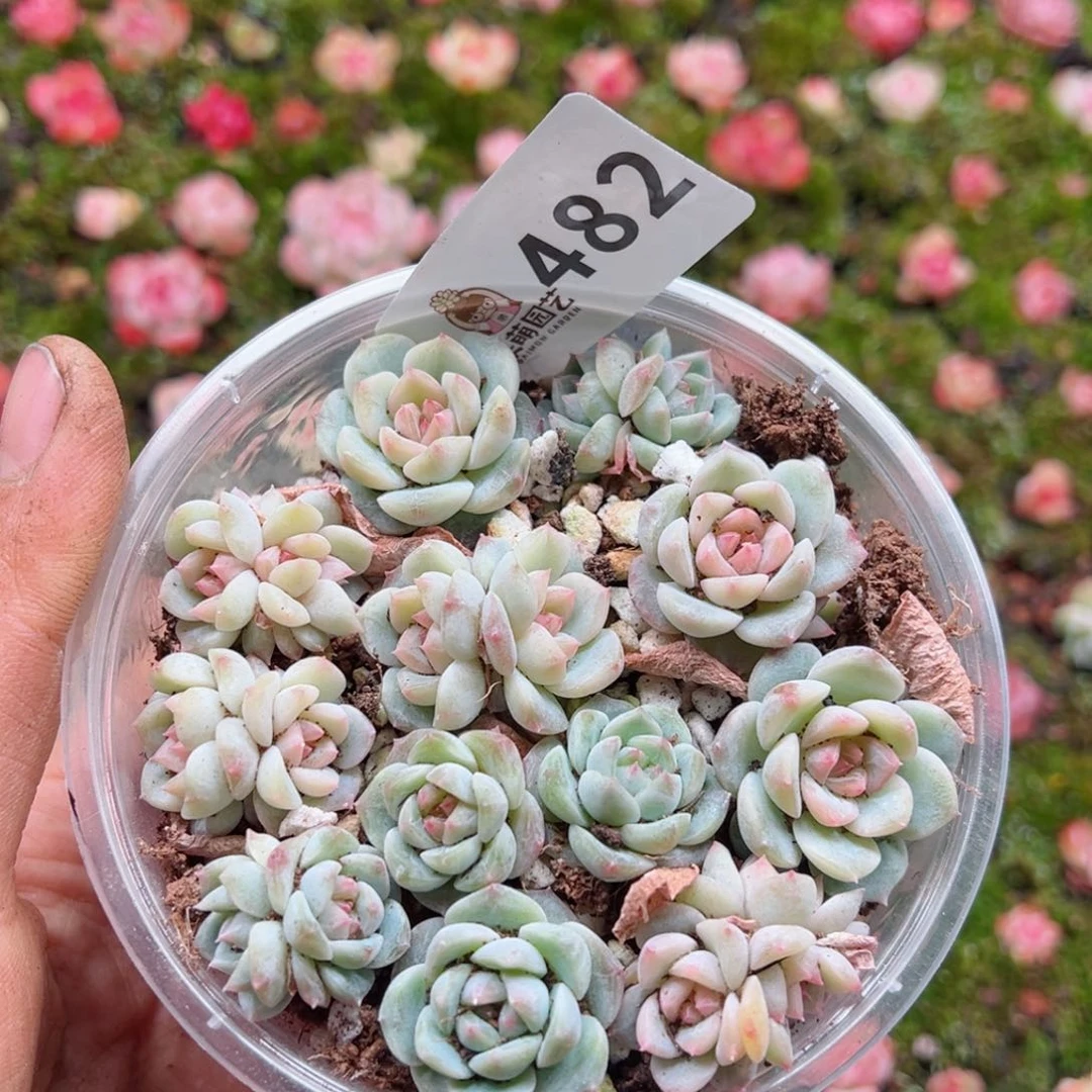 多肉植物多肉植物
