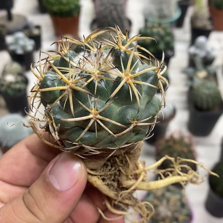 实生天丝象牙特级