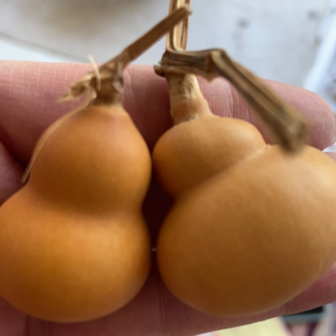 胖墩，中号打包批发