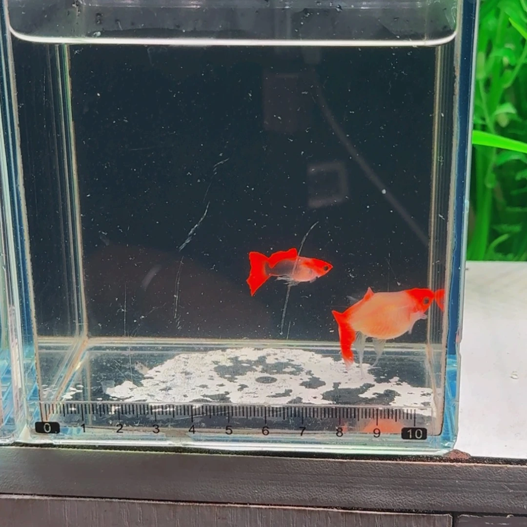 千***外孔雀鱼球体红头玻璃猫1对
