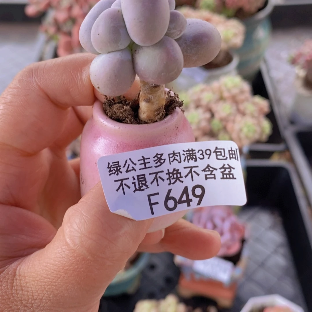 芭比奶洛3cm649多肉植物带盆