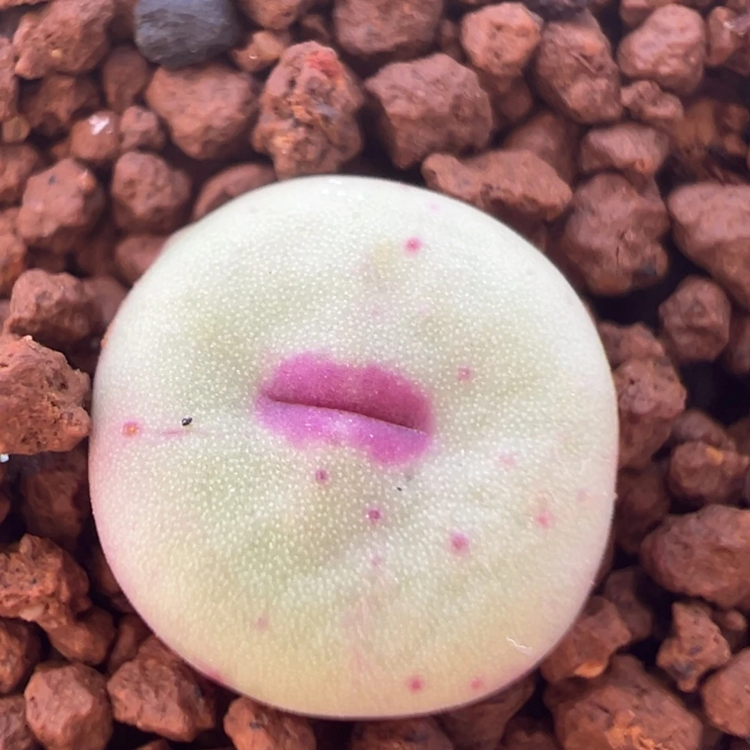 142多肉植物百科植物