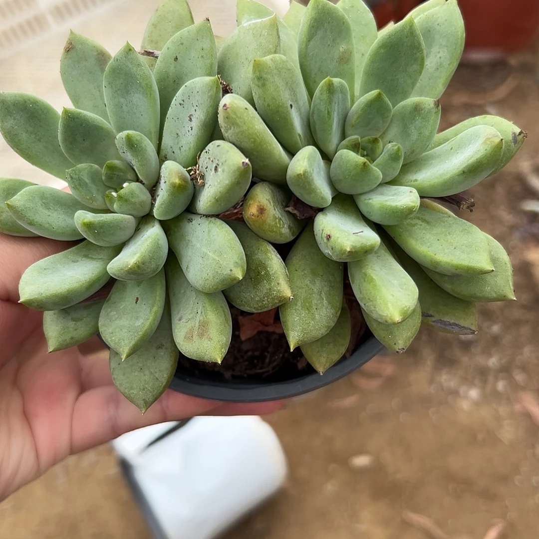 多肉植物黄金象牙