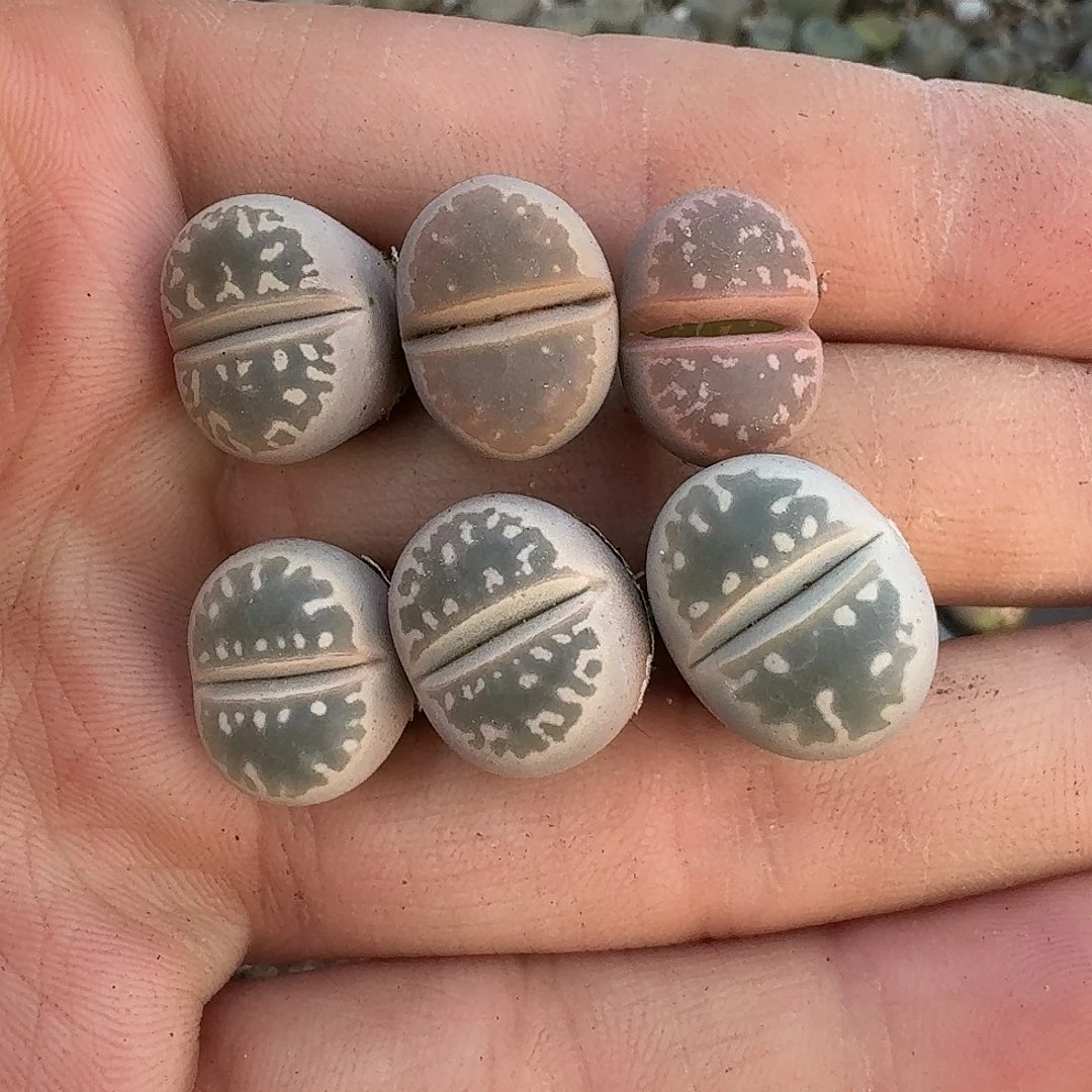 ****࿐2401 哈哈哈哈哈哈哈哈哈