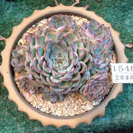 杂交，1548，一物一拍