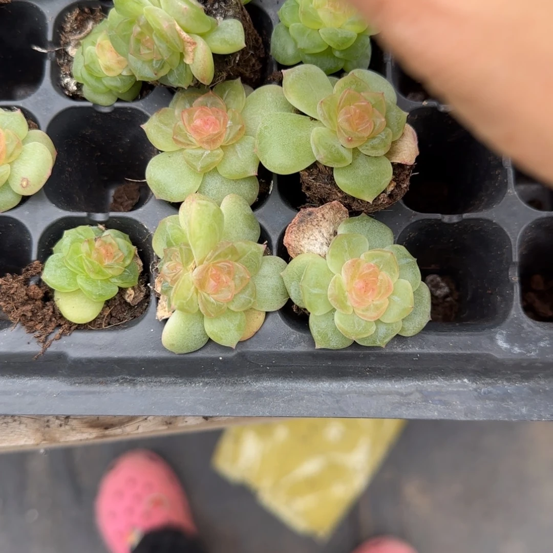 好谪仙中穴一个满25包邮