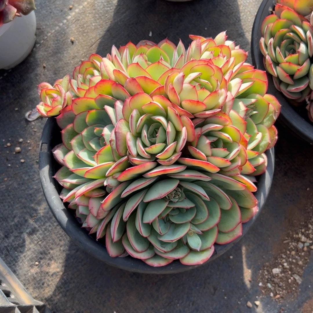 多肉牡丹亭【非偏远地区满18包邮】