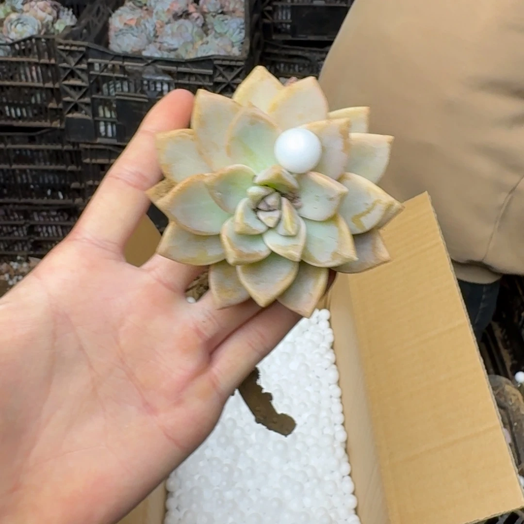 淡雪砍头 不包损10米