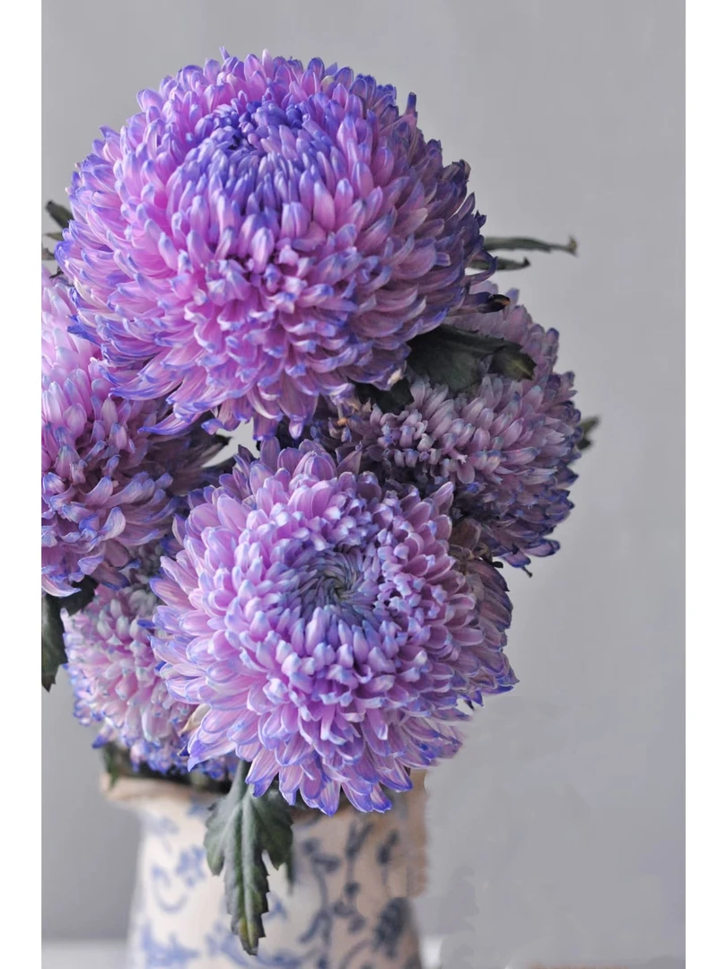 大花紫蝴蝶牡丹菊【富贵牡丹菊】人间富贵花年宵花圆满浓情花期长