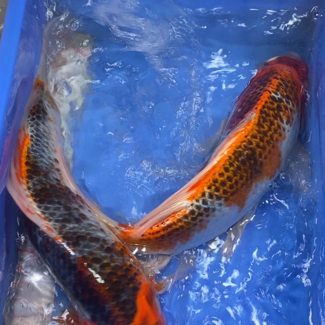 锦鲤冷水锦鲤包邮