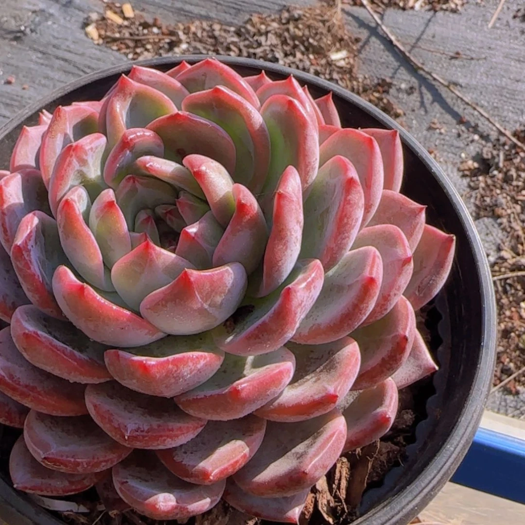 【闪购商品】大红鸾