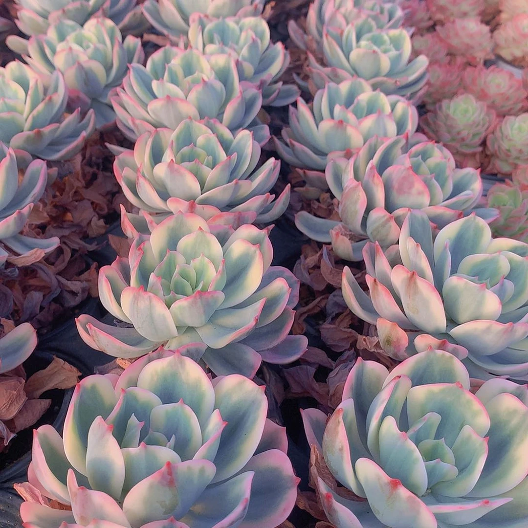 玉凤锦3456778999900000