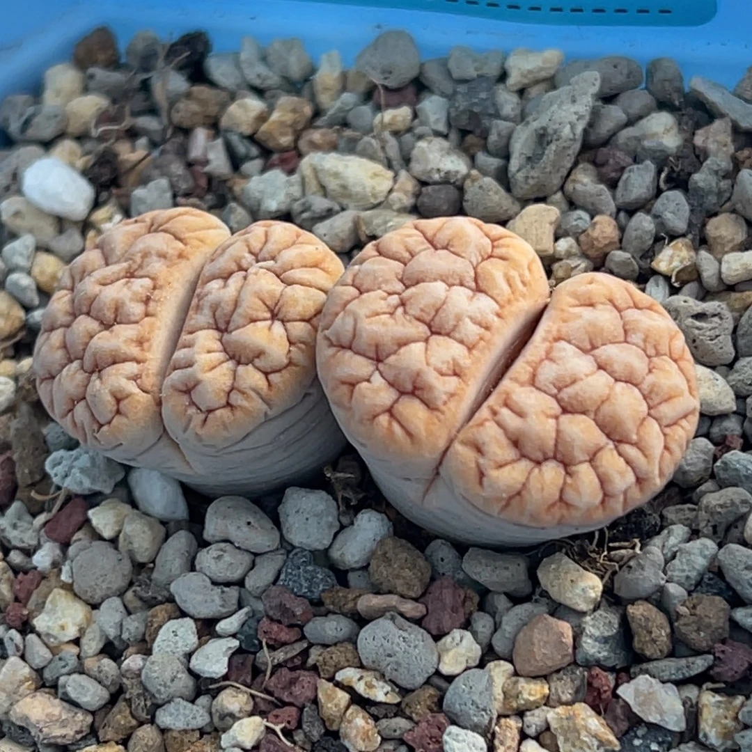 2270双头铁189一颗