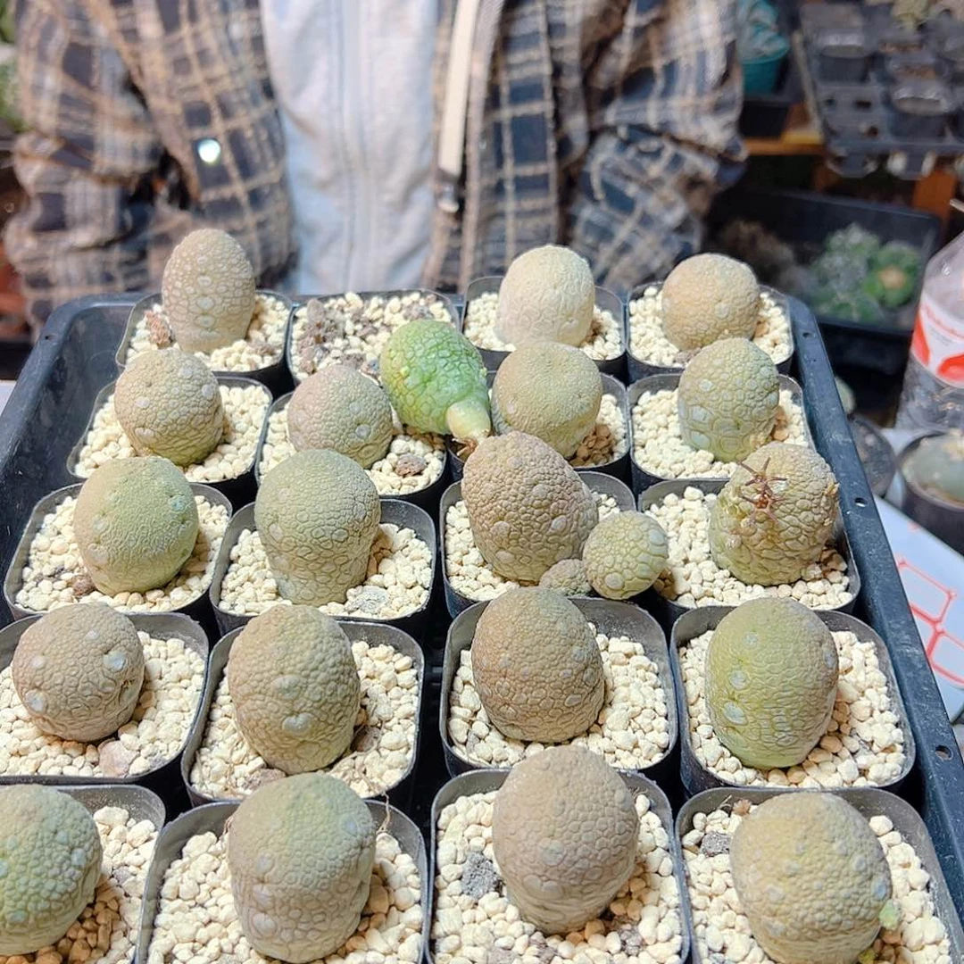 实生凝蹄玉3.5公分带盆