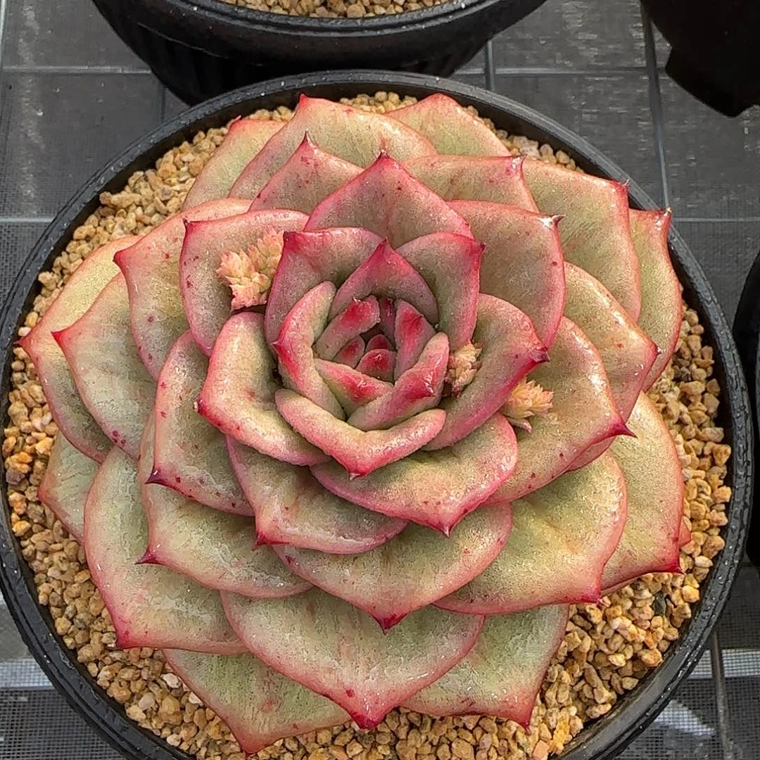 从前慢花园精选0117-蔷薇