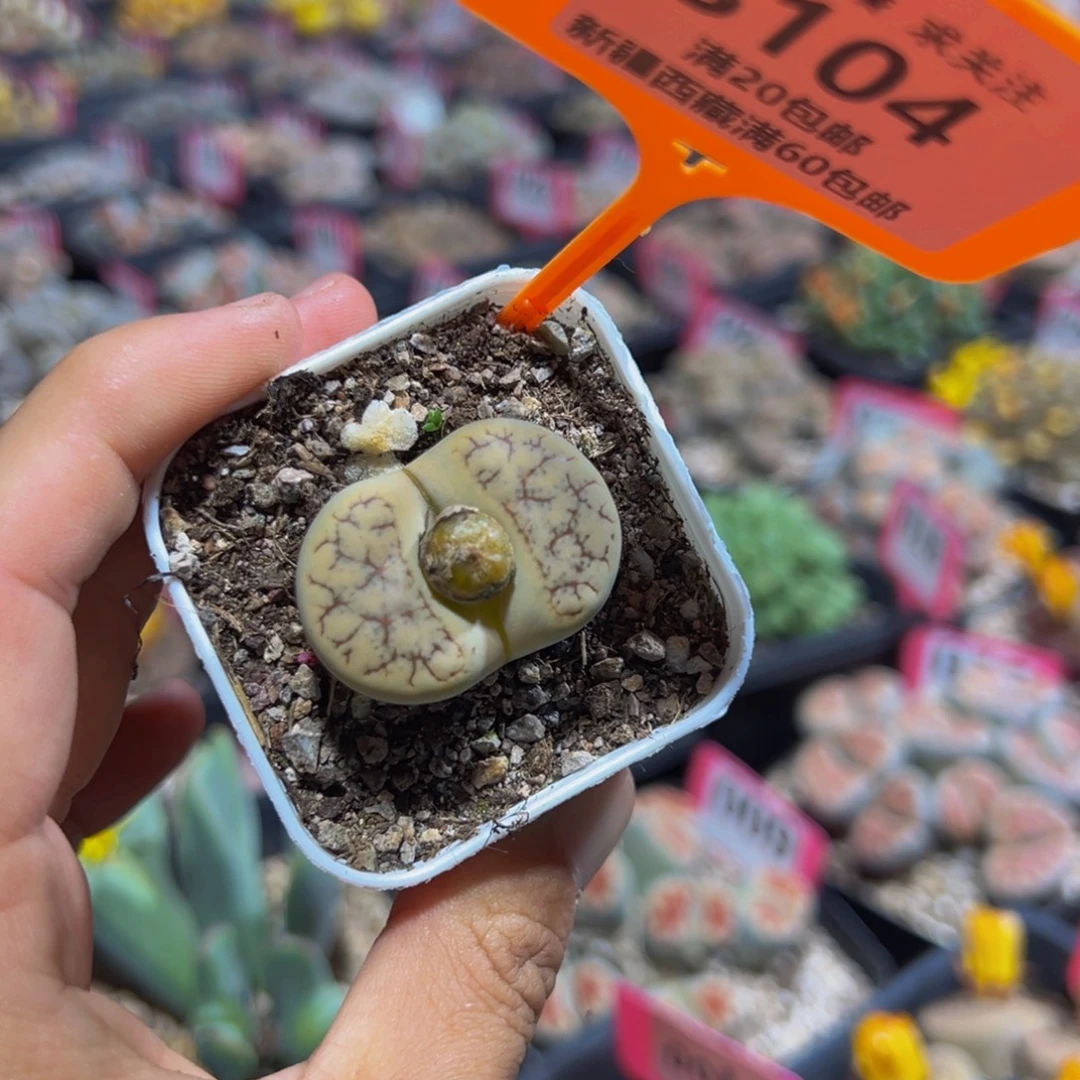 104 一物一拍，默认有伤，介意勿拍，不退不换