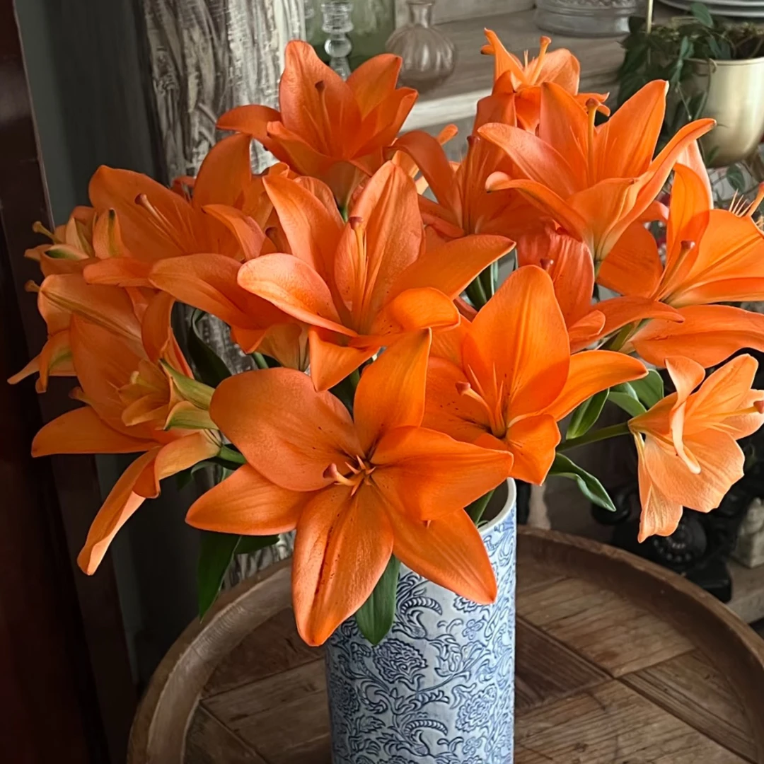 【橙色梦想亚百合】亚百合不香无香百合顺丰包邮1单包邮百合花