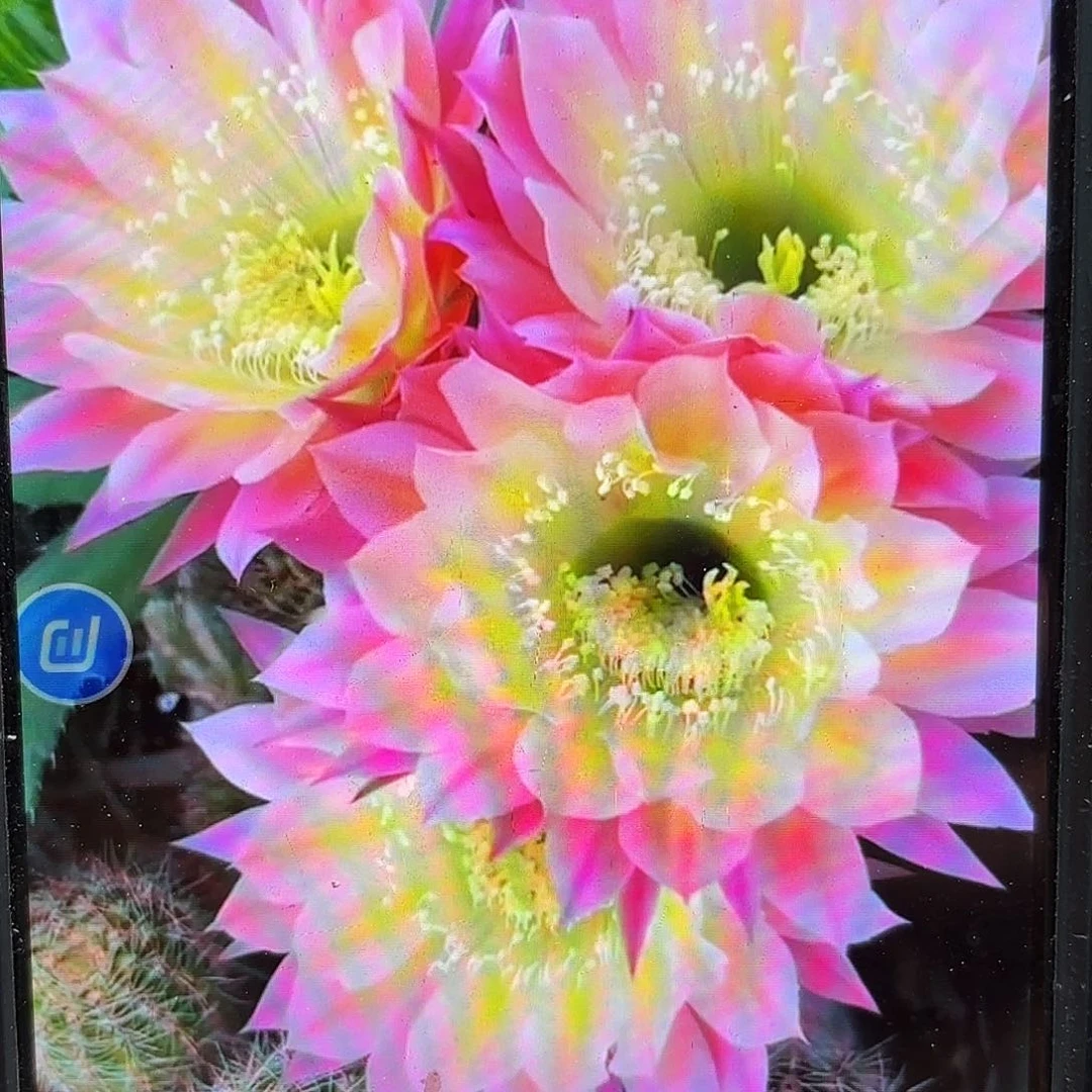 彩蝶彩侧牙20包邮仙人球35