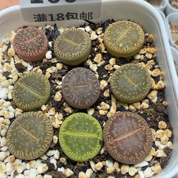 【闪购商品】166。