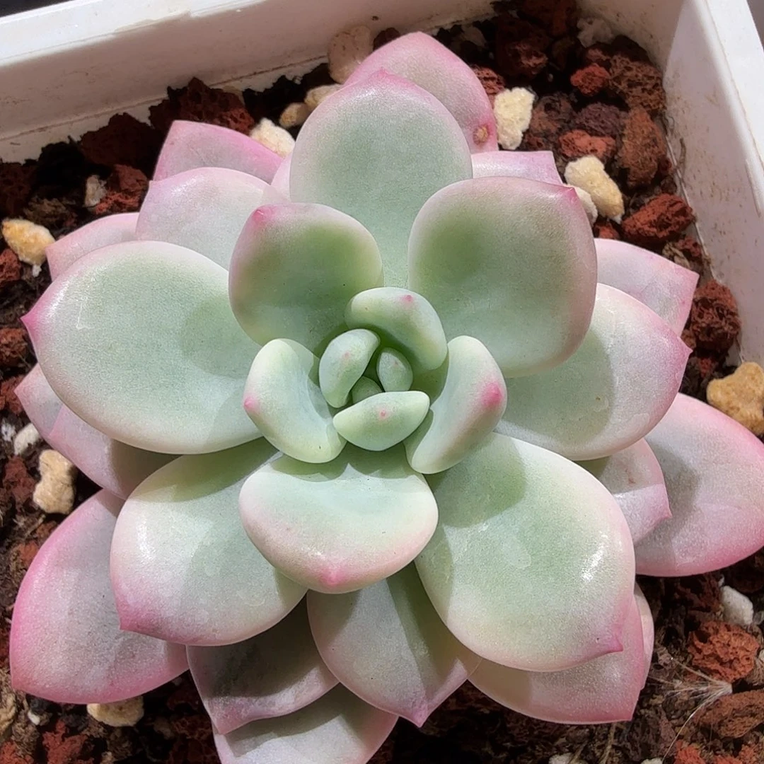 拉丝雨锦，多肉植物。