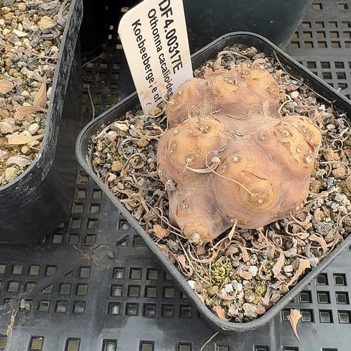 猪猪的格加厚敦菊专拍