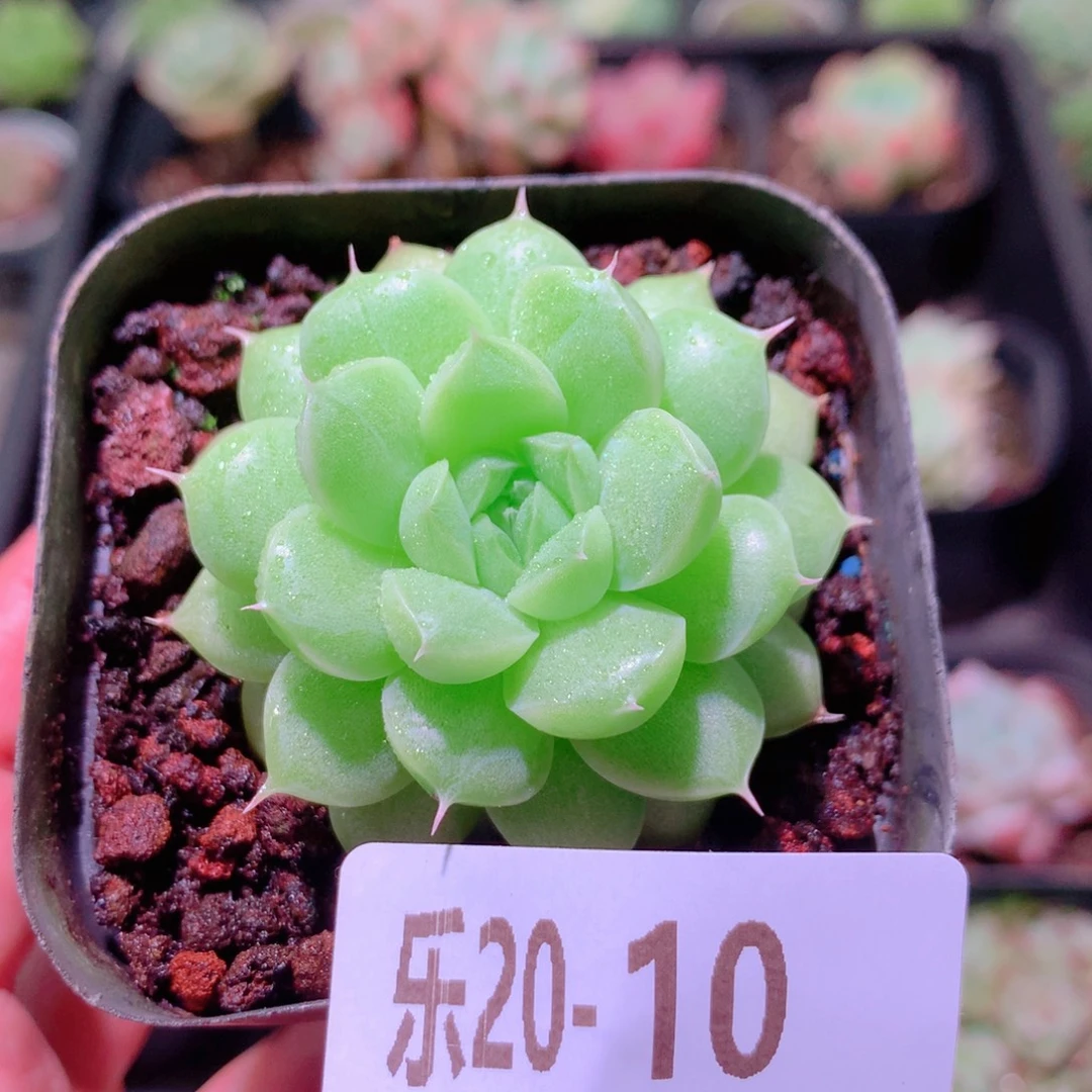 乐然20-10 麦秆单头