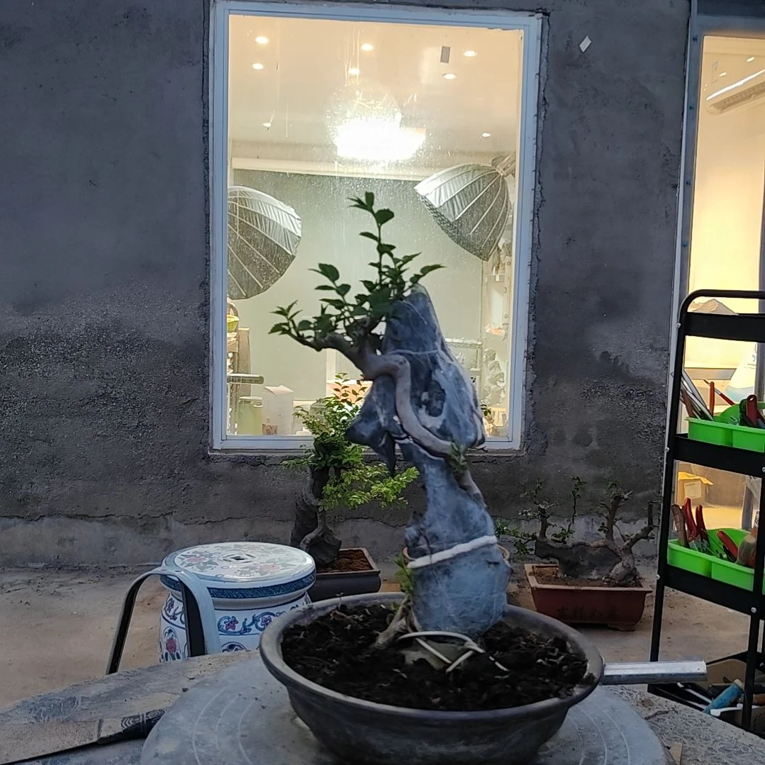 无花朵玛**贺王发忠附石盆景