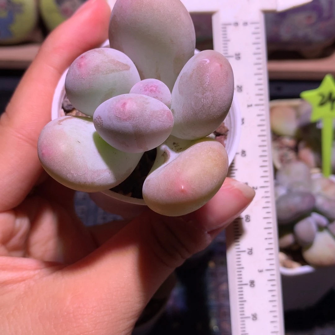 韩国大叶奶哈哈哈