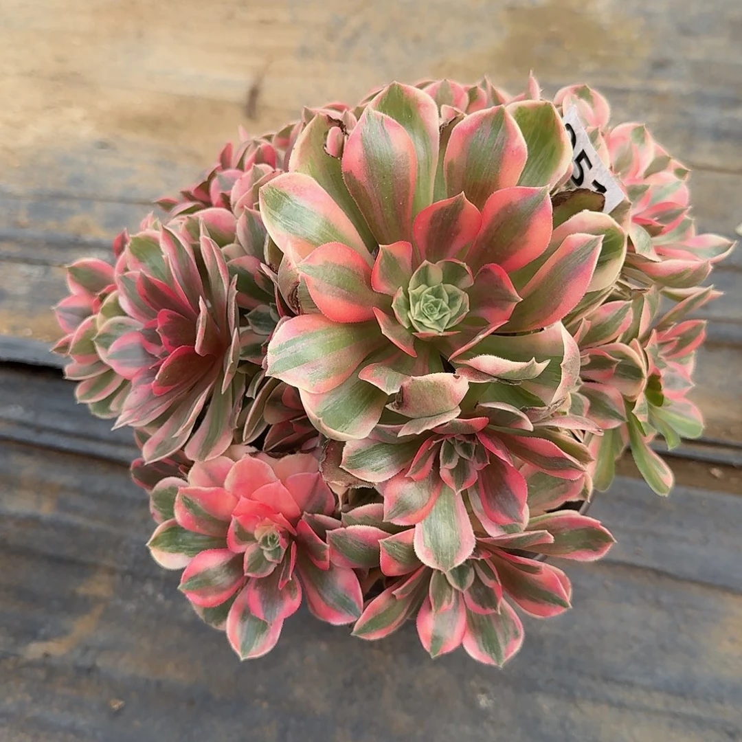 多肉植物女妖051号