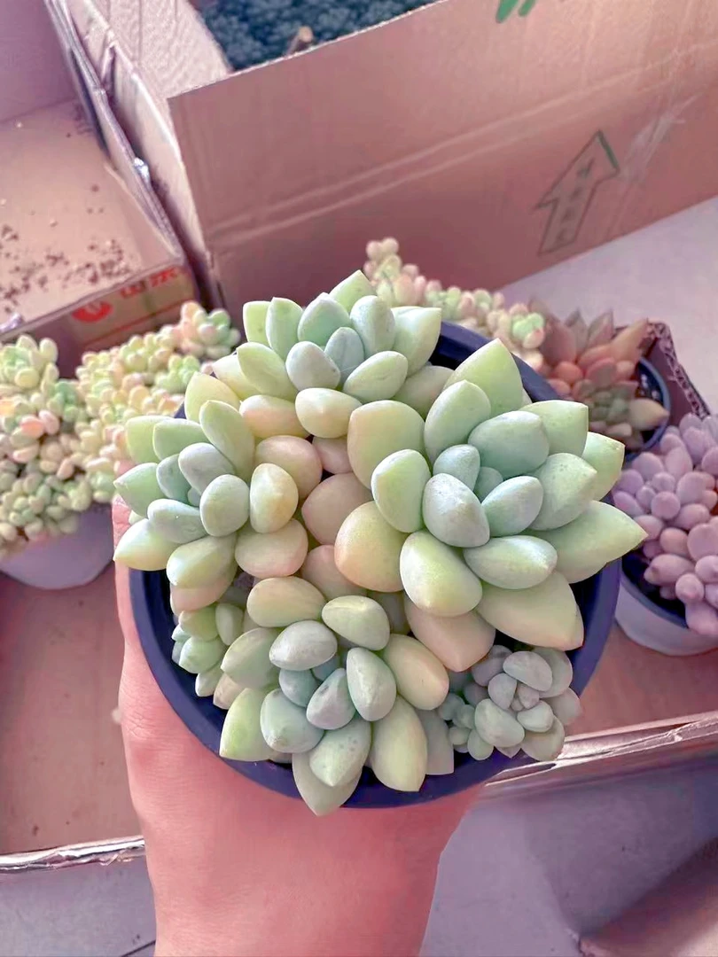 精控多头泡泡糖多肉植物 （满9.9元包邮发货）