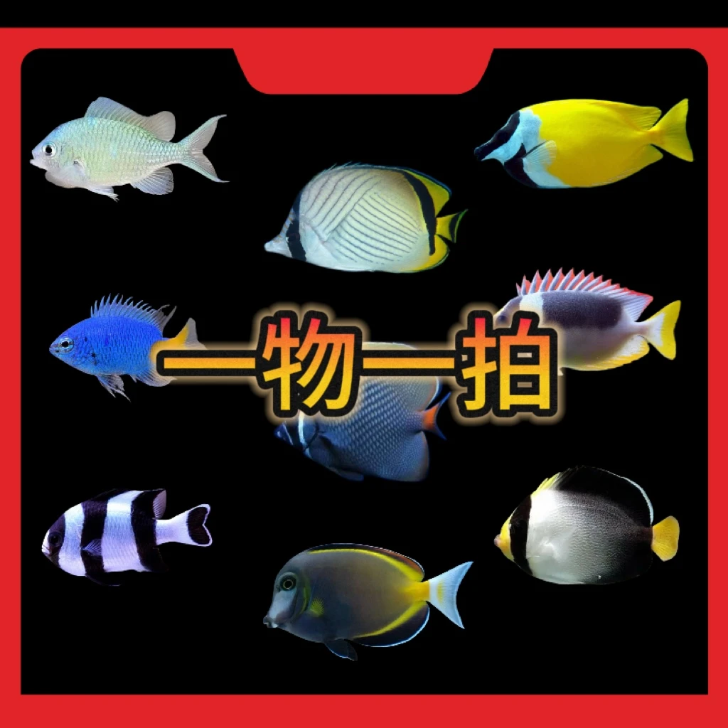 直播间一物一拍海水鱼（以直播间挑选的尺寸及品相为准）