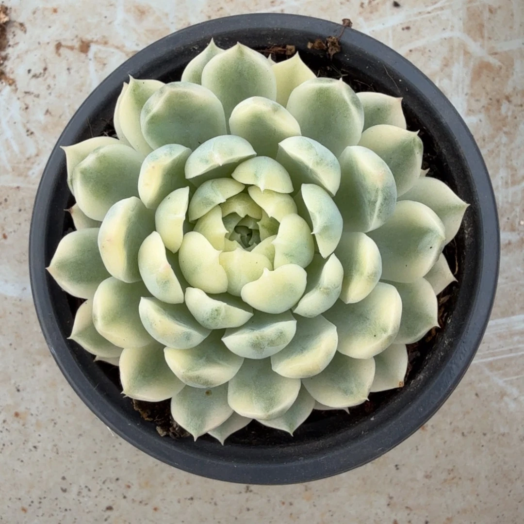 香草月影锦锦上园艺一物一拍