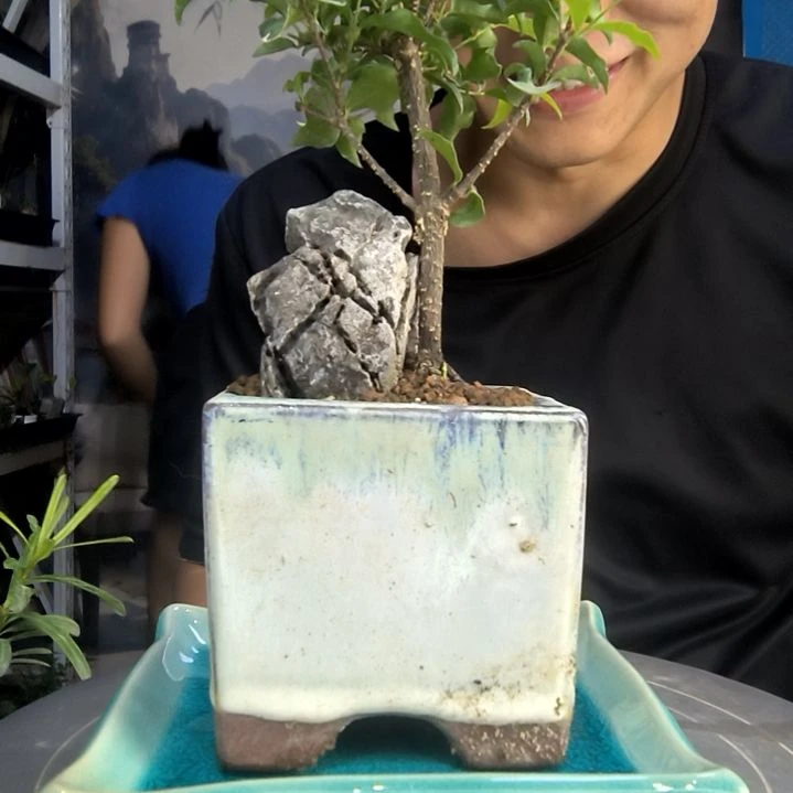 涂***九中青园艺一物一拍270