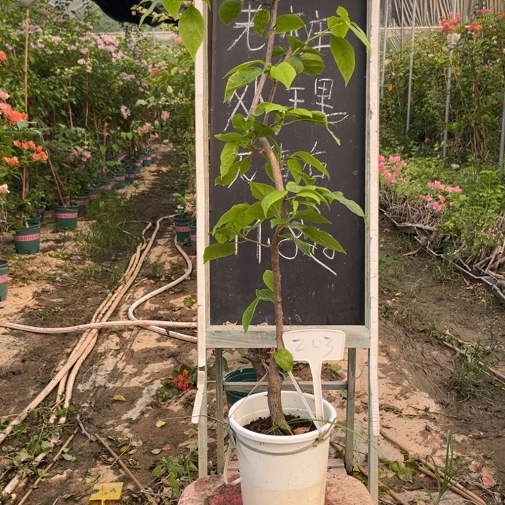 无花朵三角梅三角梅203