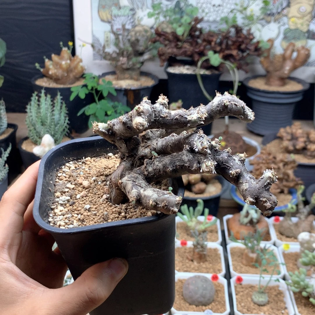 黑皮月界带盆发货