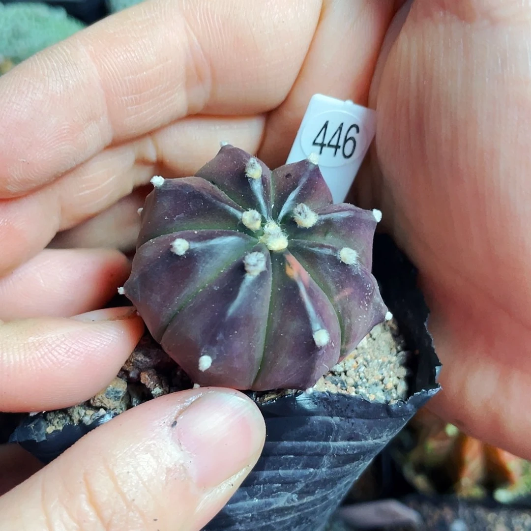 〃****釘非偏远地区满25包邮仙人球裸根