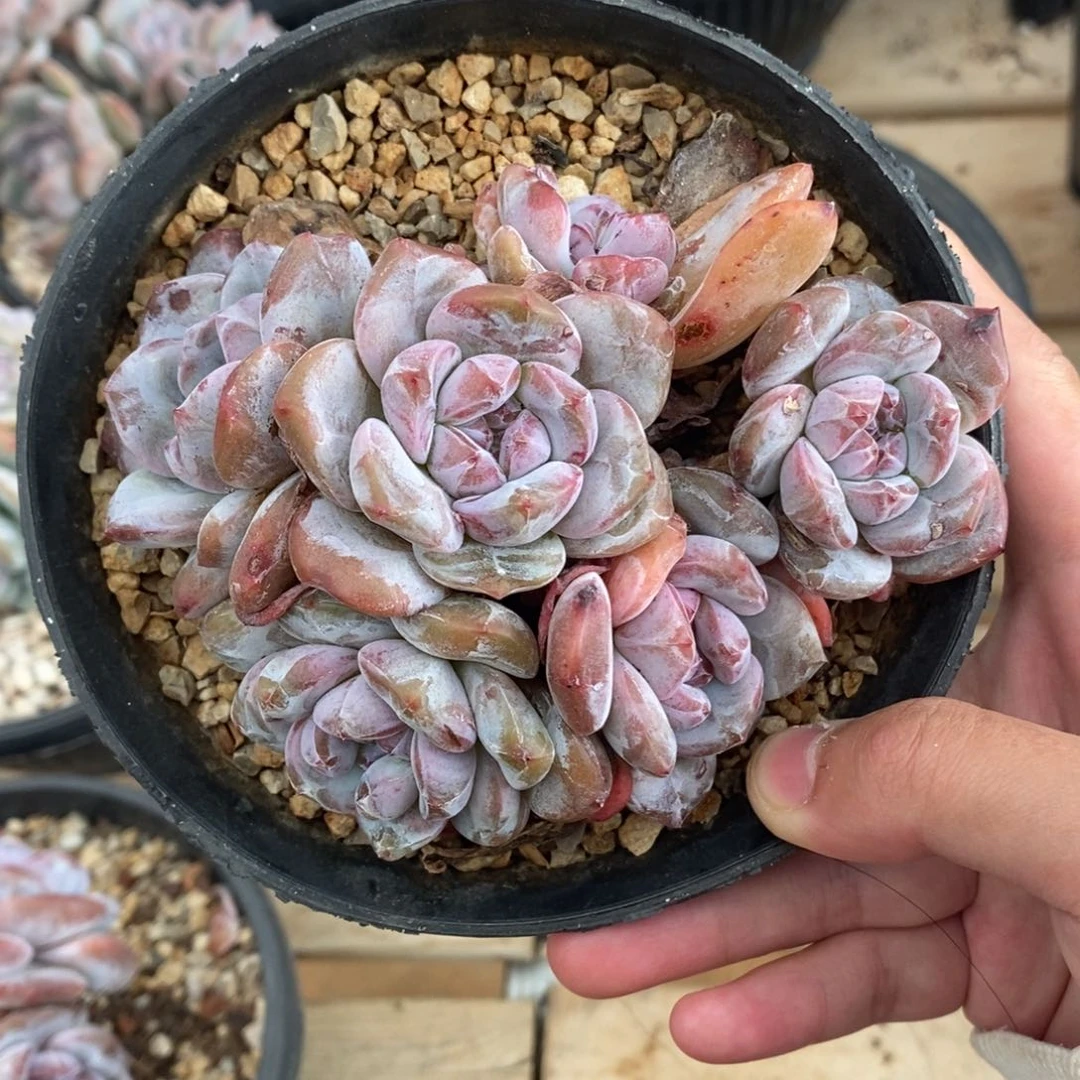 六头绿底紫心脸朝上