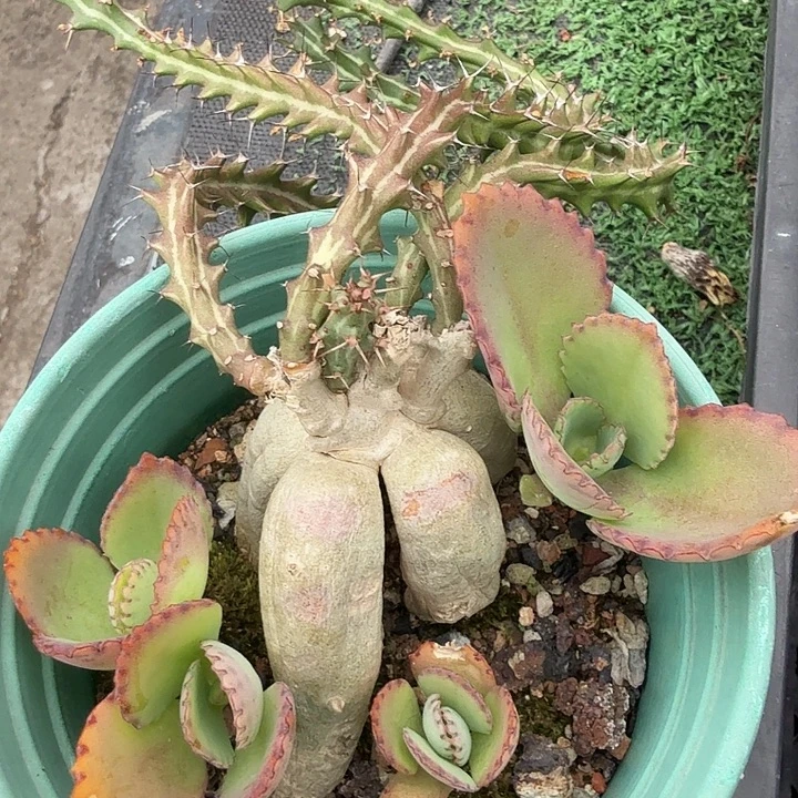 完全开放整盆发．．