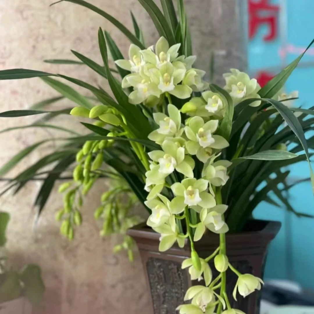 大花蕙兰【白玉香兰】  基地直发   完美主义勿拍