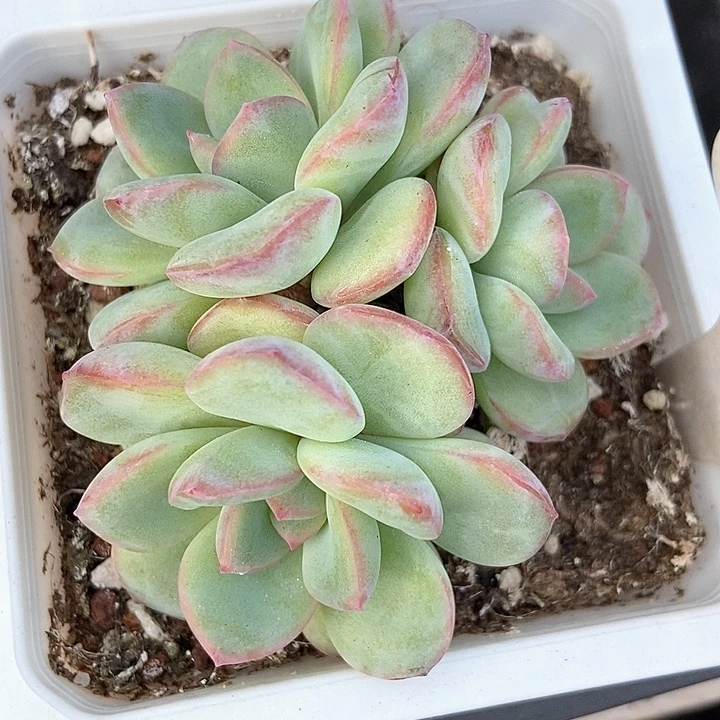 多肉植物泡芙群909