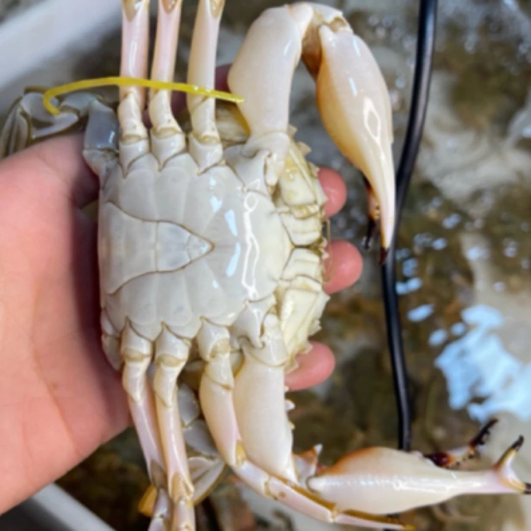 大号石头蟹1斤一只5两左右蟹同城配送海鲜